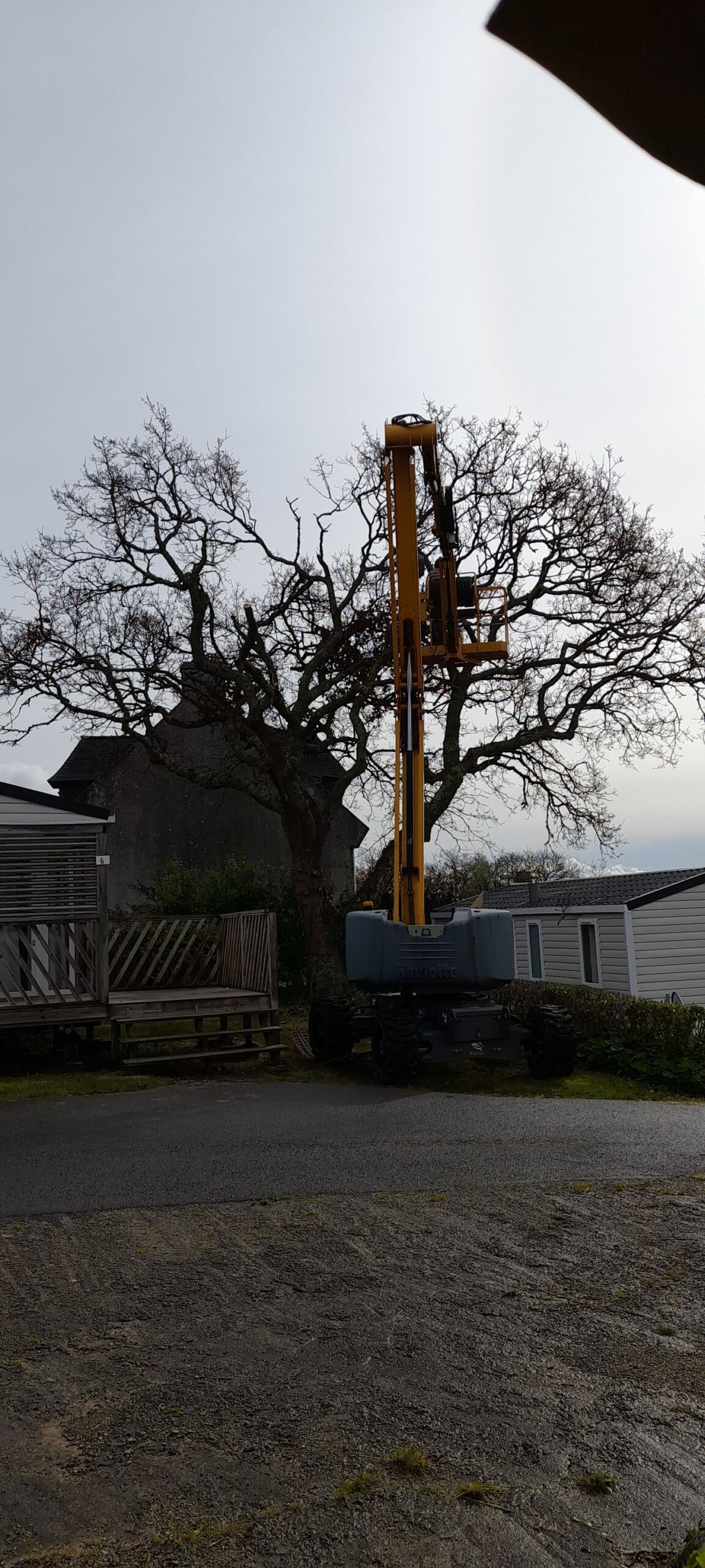 For greater safety, major pruning of the large oak…